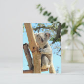 Pic of Koala – オーストラリア野生生物写真 ポストカード (スタンド正面)