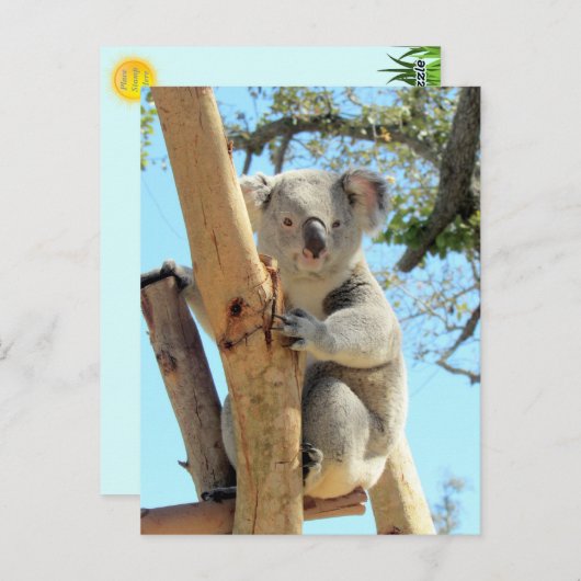 Pic of Koala – オーストラリア野生生物写真 ポストカード (正面/裏面)
