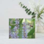 Pickerelおよびガの郵便はがき ポストカード (スタンド正面)