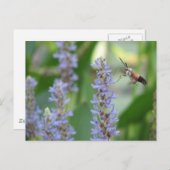 Pickerelおよびガの郵便はがき ポストカード (正面/裏面)