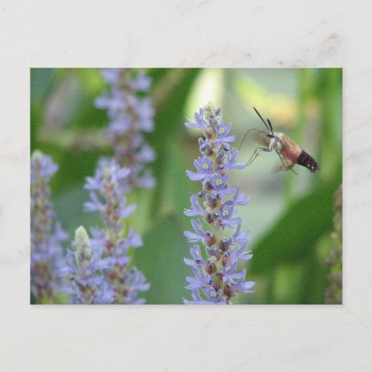 Pickerelおよびガの郵便はがき ポストカード (正面)