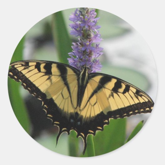 Pickerelのステッカーのトラのアゲハチョウ ラウンドシール (正面)