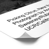 Picking Citrus、1956年1月Ansel Adams ポスター (角)