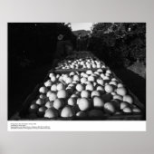 Picking Citrus、1956年1月Ansel Adams ポスター (正面)