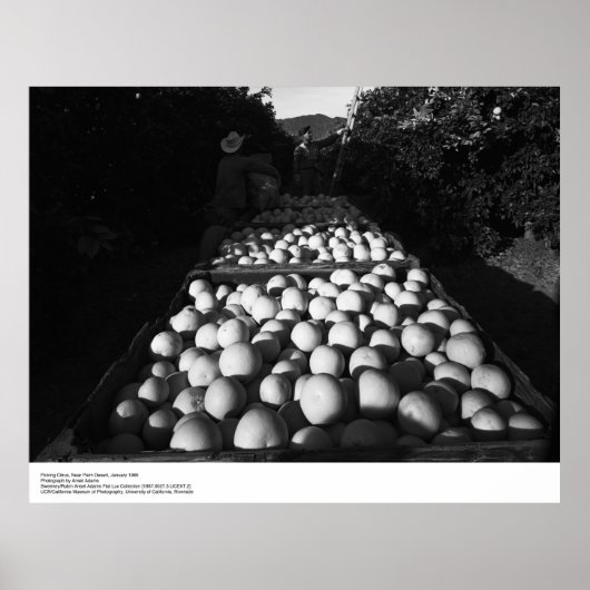 Picking Citrus、1956年1月Ansel Adams ポスター (正面)