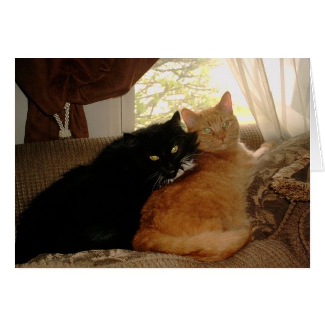 PICT0017子猫およびTishabella (正面横)