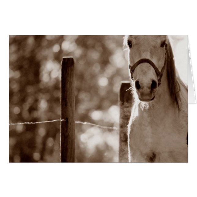 Picture1 (正面横)