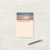 Piebald Deerの写真 ポストイット (デスク上)