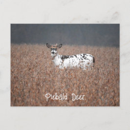 Piebald Deerフォトポストカード ポストカード