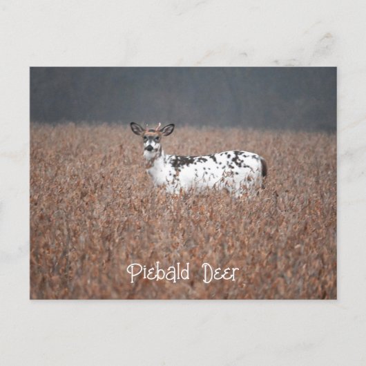 Piebald Deerフォトポストカード ポストカード (正面)