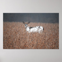 Piebald Deer Photo Poster ポスター