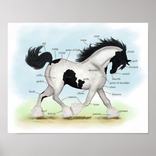 Piebald Gypsy Horse Equestrian Anomy Poster ポスター (正面)