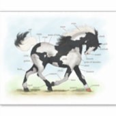 Piebald Overo Pinto Horse Equestrian解剖図 シール (正面)