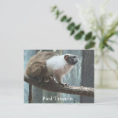 Pied Tamarin Postcard シーズンポストカード (スタンド正面)
