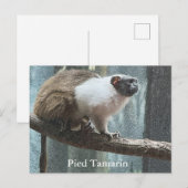Pied Tamarin Postcard シーズンポストカード (正面/裏面)