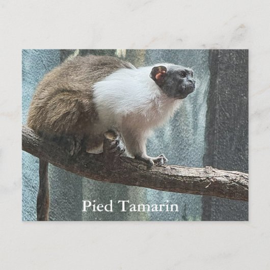 Pied Tamarin Postcard シーズンポストカード (正面)
