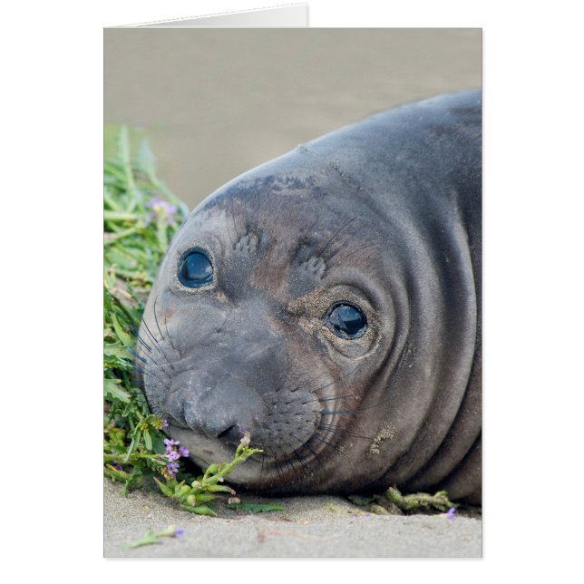 Piedras Blancasの北のゾウアザラシの子犬 (正面)