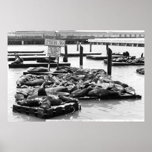 Pier 39 Sea Lionsポスター ポスター (正面)