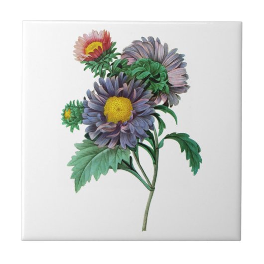 Pierre-Joseph Redoueによるピンクと紫のアスター タイル (正面)