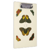 Pieter Cramer著明るい蝶 クリップボード (右)