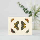 Pieter Cramer著明るい蝶 ポストカード (スタンド正面)