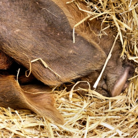 PIG クロスボディバッグ