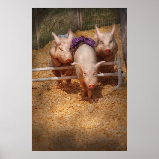 Pig – 取得，過去ハードル ポスター (正面)