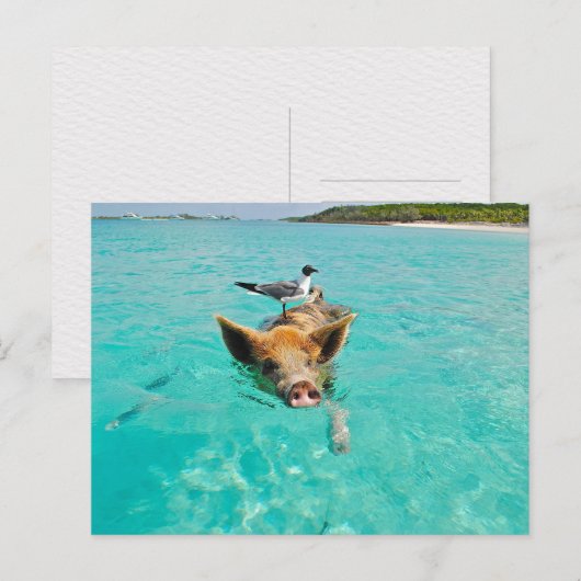 PIG SEAGULL SEA FUN POSTCROSSING ポストカード (正面/裏面)