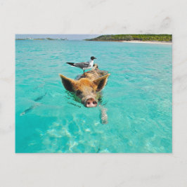 PIG SEAGULL SEA FUN POSTCROSSING ポストカード