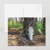 pig skull in the forest - caveira de porco ポストカード (正面/裏面)