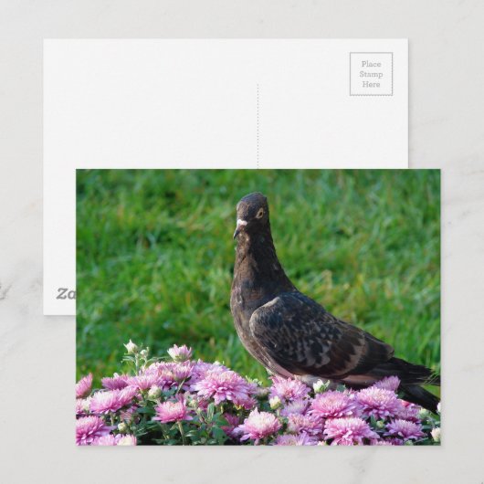 Pigeon and Mums ポストカード (正面/裏面)