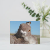 Pigeon named Mr. Pigeon ポストカード (スタンド正面)