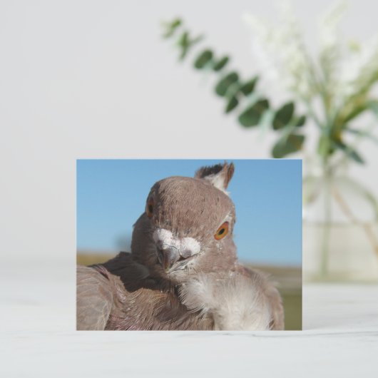 Pigeon named Mr. Pigeon ポストカード (スタンド正面)