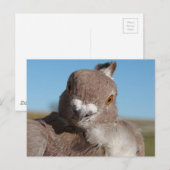 Pigeon named Mr. Pigeon ポストカード (正面/裏面)