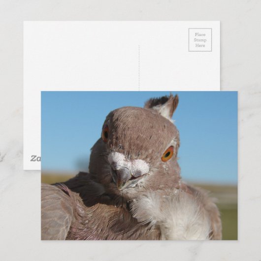 Pigeon named Mr. Pigeon ポストカード (正面/裏面)