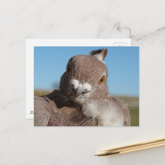 Pigeon named Mr. Pigeon ポストカード