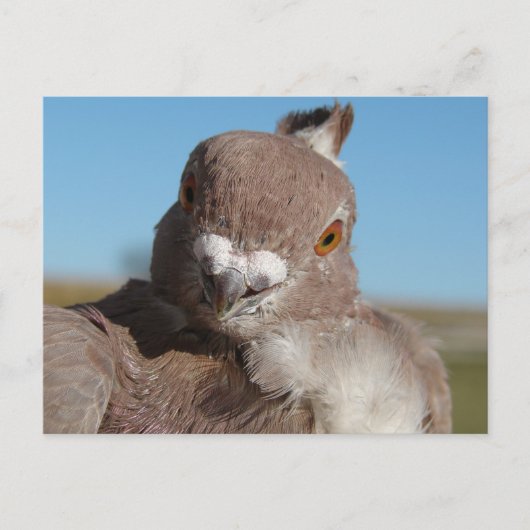 Pigeon named Mr. Pigeon ポストカード (正面)