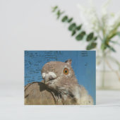 Pigeon named Mr. Pigeon Abstract Words ポストカード (スタンド正面)