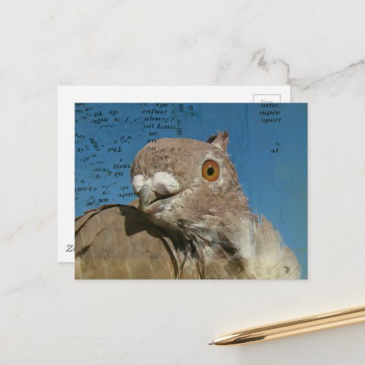 Pigeon named Mr. Pigeon Abstract Words ポストカード (正面/裏面インサイチュ)