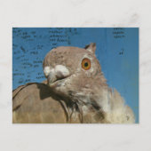 Pigeon named Mr. Pigeon Abstract Words ポストカード (正面)