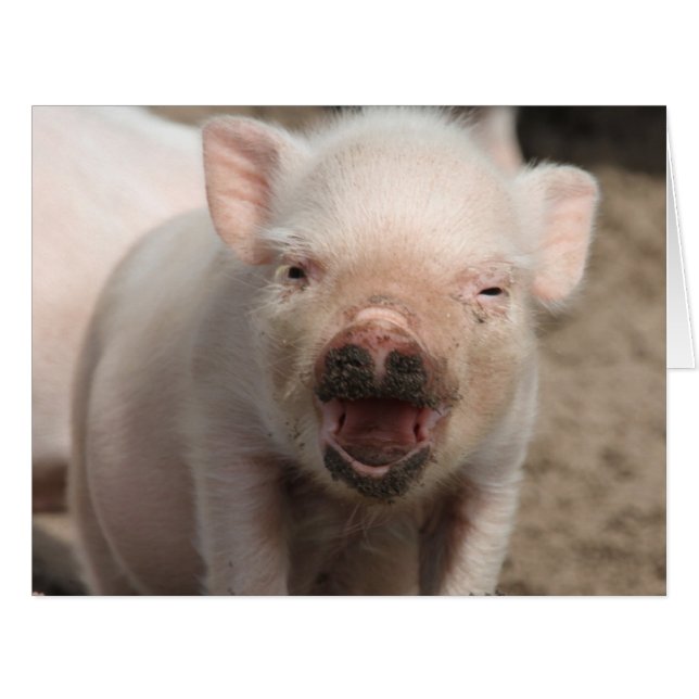 Piglet_2014_1101 (正面横)