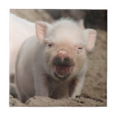 Piglet_2014_1101 タイル (正面)