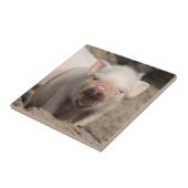 Piglet_2014_1101 タイル (側面)