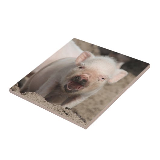 Piglet_2014_1101 タイル (側面)