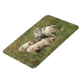 Pigs in a field Premium Magnets マグネット (左側)