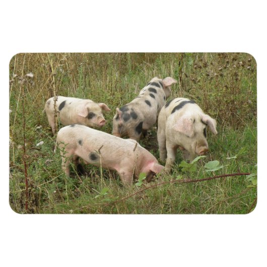 Pigs in a field Premium Magnets マグネット (横)