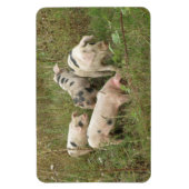 Pigs in a field Premium Magnets マグネット (縦)