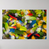 Pile of colorful feathers ポスター (正面)
