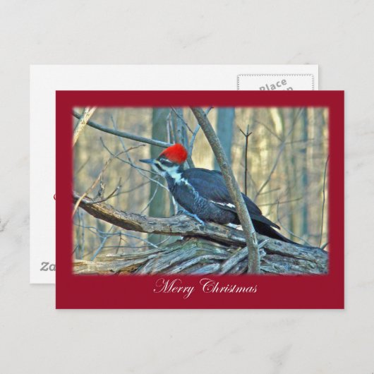 Pileatedのキツツキのメリークリスマス項目 シーズンポストカード (正面/裏面)