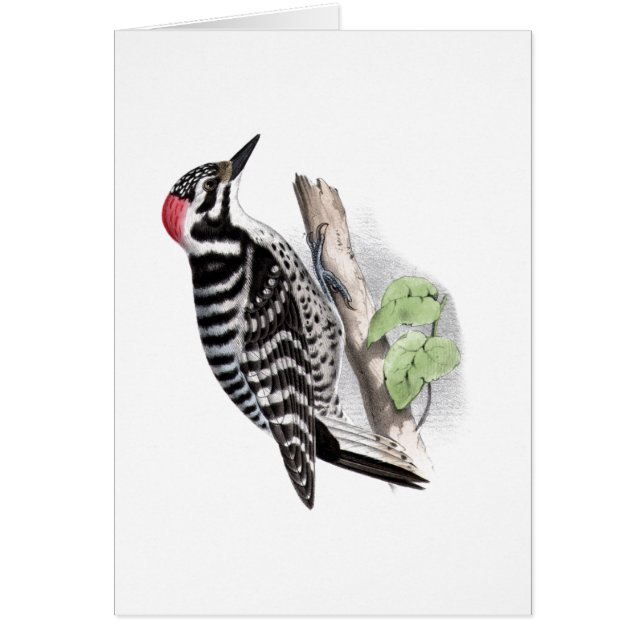 Pileatedのキツツキ (正面)